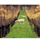 Why the Cow Jumped Over the Moon: Understanding Organic, Biodynamic & Natural Wines