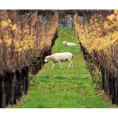 Why the Cow Jumped Over the Moon: Understanding Organic, Biodynamic & Natural Wines // Location: Capitol Hill, DC