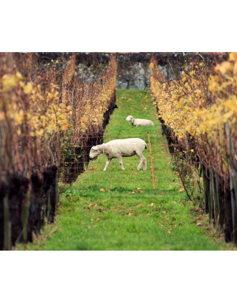 Why the Cow Jumped Over the Moon: Understanding Organic, Biodynamic & Natural Wines