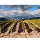 Fire & Ice: The Story of Washington State Wines // Location: Capitol Hill, DC