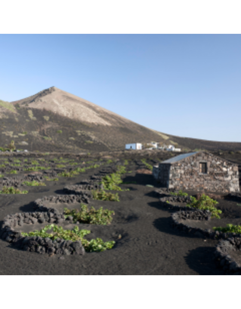 Explosive Flavors! Wines from Volcanic Soils // Location: Capitol Hill, DC