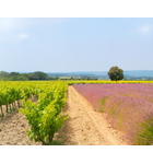 From Lavender to Limestone: Exploring the Wines of Southern France // Location: Alexandria, VA