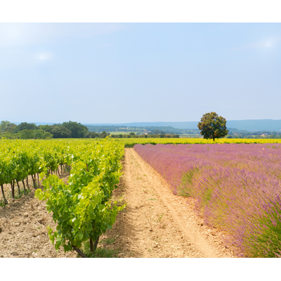 From Lavender to Limestone: Exploring the Wines of Southern France // Location: Alexandria, VA