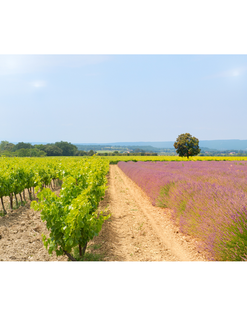 From Lavender to Limestone: Exploring the Wines of Southern France // Location: Alexandria, VA