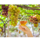 Grapes You've Never Heard Of // Location: Alexandria, VA