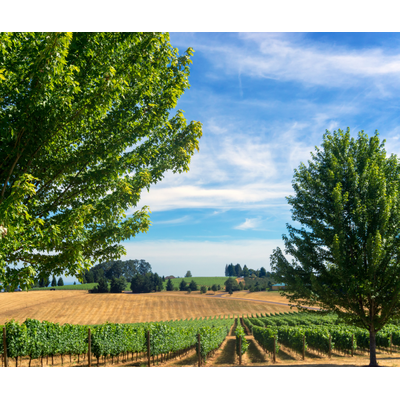 Oregon's Willamette Valley // Location: Alexandria, VA