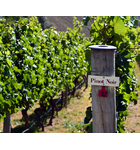 Pinot Noir From Around the World // Location: Capitol Hill, DC