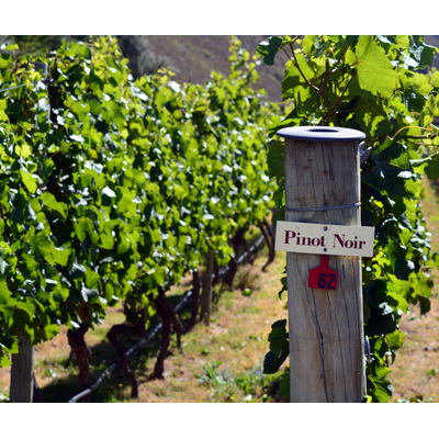 Pinot Noir From Around the World // Location: Capitol Hill, DC