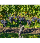 Let's Be Franc: Exploring the Styles of Cabernet Franc // Location: Capitol Hill, DC