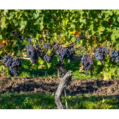 Let's Be Franc: Exploring the Styles of Cabernet Franc // Location: Capitol Hill, DC
