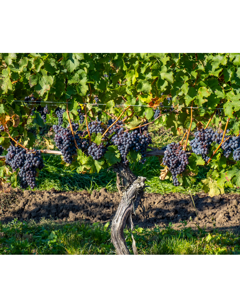 Let's Be Franc: Exploring the Styles of Cabernet Franc // Location: Capitol Hill, DC