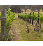 South Australia: The Heart of Aussie Wine // Location: Capitol Hill, DC