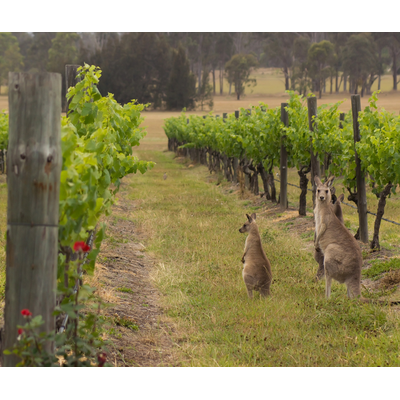 South Australia: The Heart of Aussie Wine // Location: Capitol Hill, DC