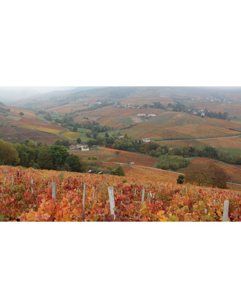 Exploring Cru Beaujolais // Location: Capitol Hill, DC