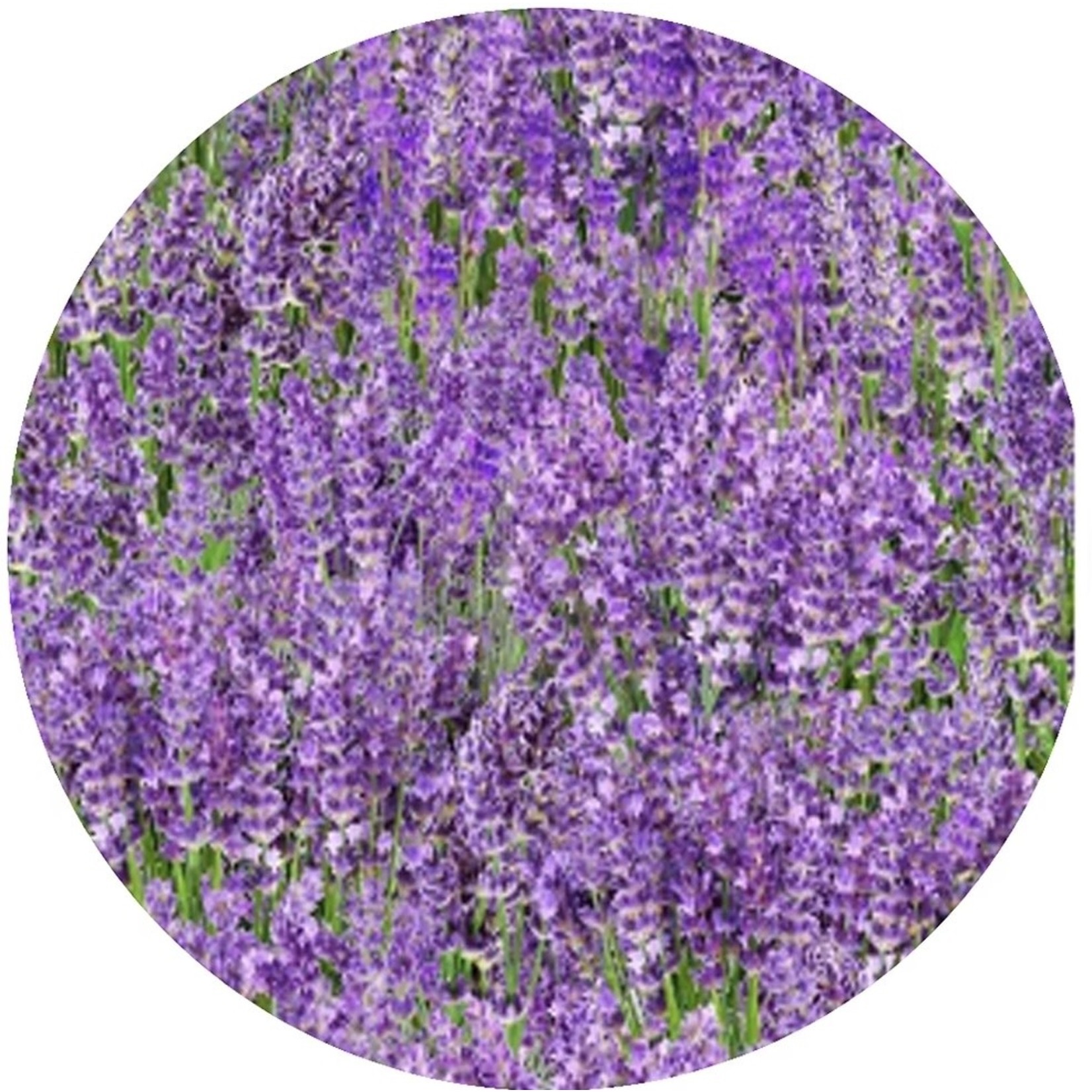 ANDREAS ANDREAS  Jar Opener Lavender Medley