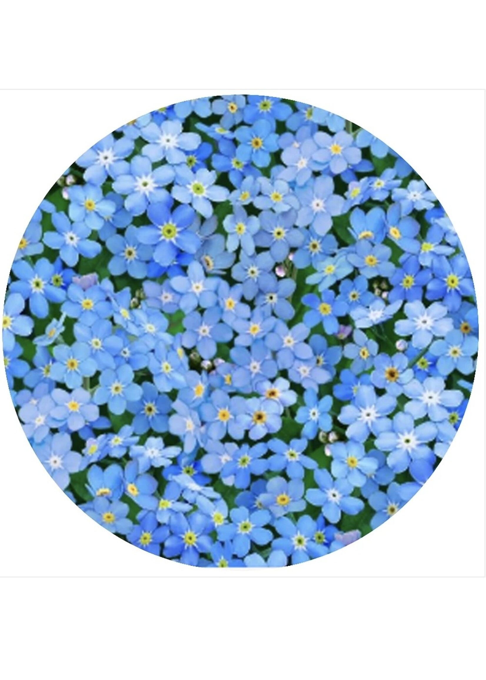 ANDREAS ANDREAS Jar Opener Forget me Nots