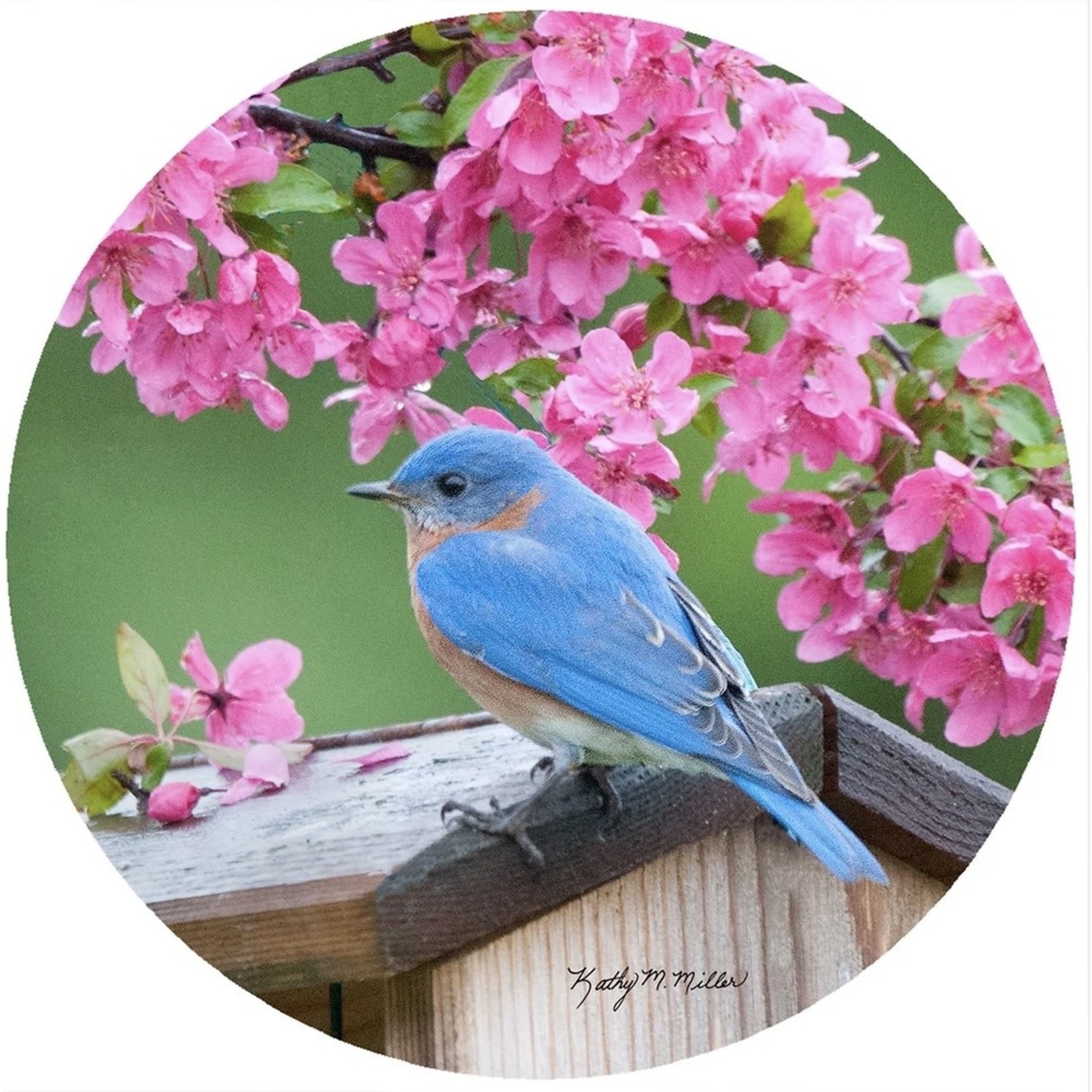 ANDREAS ANDREAS  Jar Opener Spring Bluebird