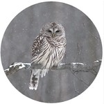 ANDREAS ANDREAS  Jar Opener Barred Owl