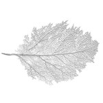 HARMAN HARMAN Metallic Leaf Large Placemat Silver DNR