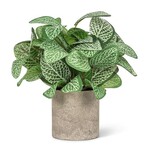 ABBOTT ABBOTT Varigated Leaf Plant  8.5"h
