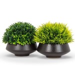 ABBOTT ABBOTT Grassy Plant in Low Pot-2 Asst - 4"h