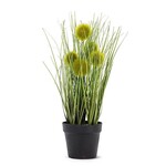 ABBOTT ABBOTT Pompom Grass In Pot - 12"h