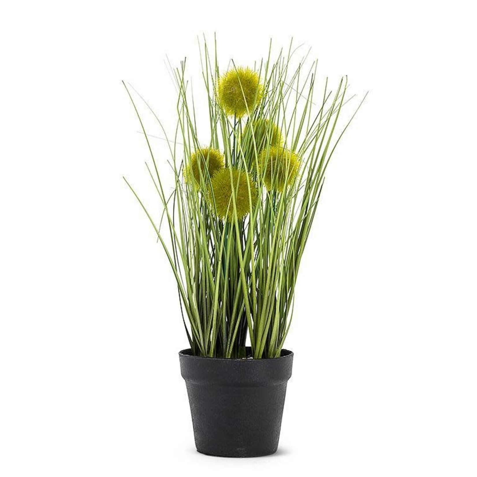 ABBOTT ABBOTT Pompom Grass In Pot - 12"h