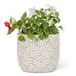 ABBOTT ABBOTT White Daisy Planter - Medium