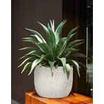 ABBOTT ABBOTT White Daisy Planter - Large