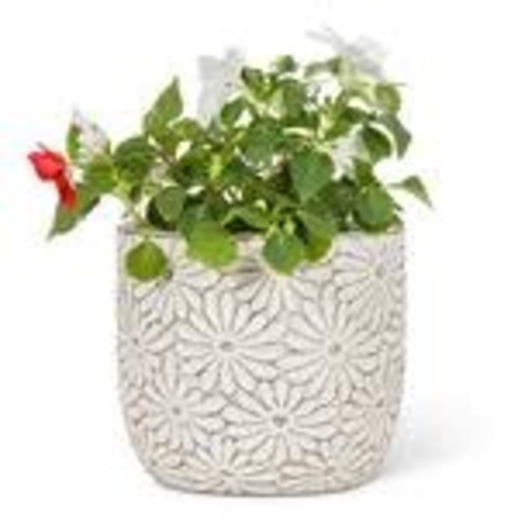 ABBOTT ABBOTT White Daisy Planter - Large