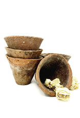 Pine Sap Terracotta Pot
