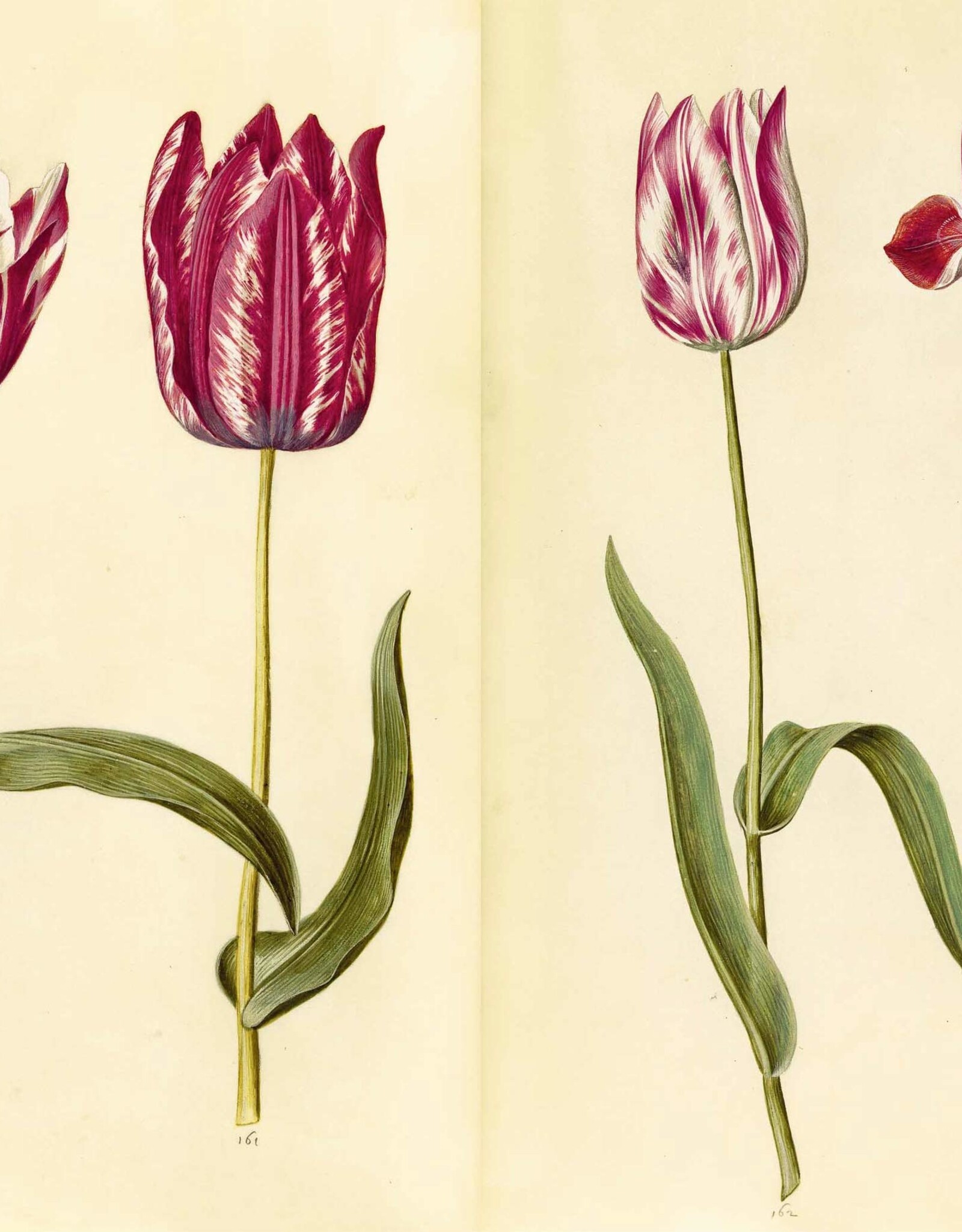 Green Florilegium