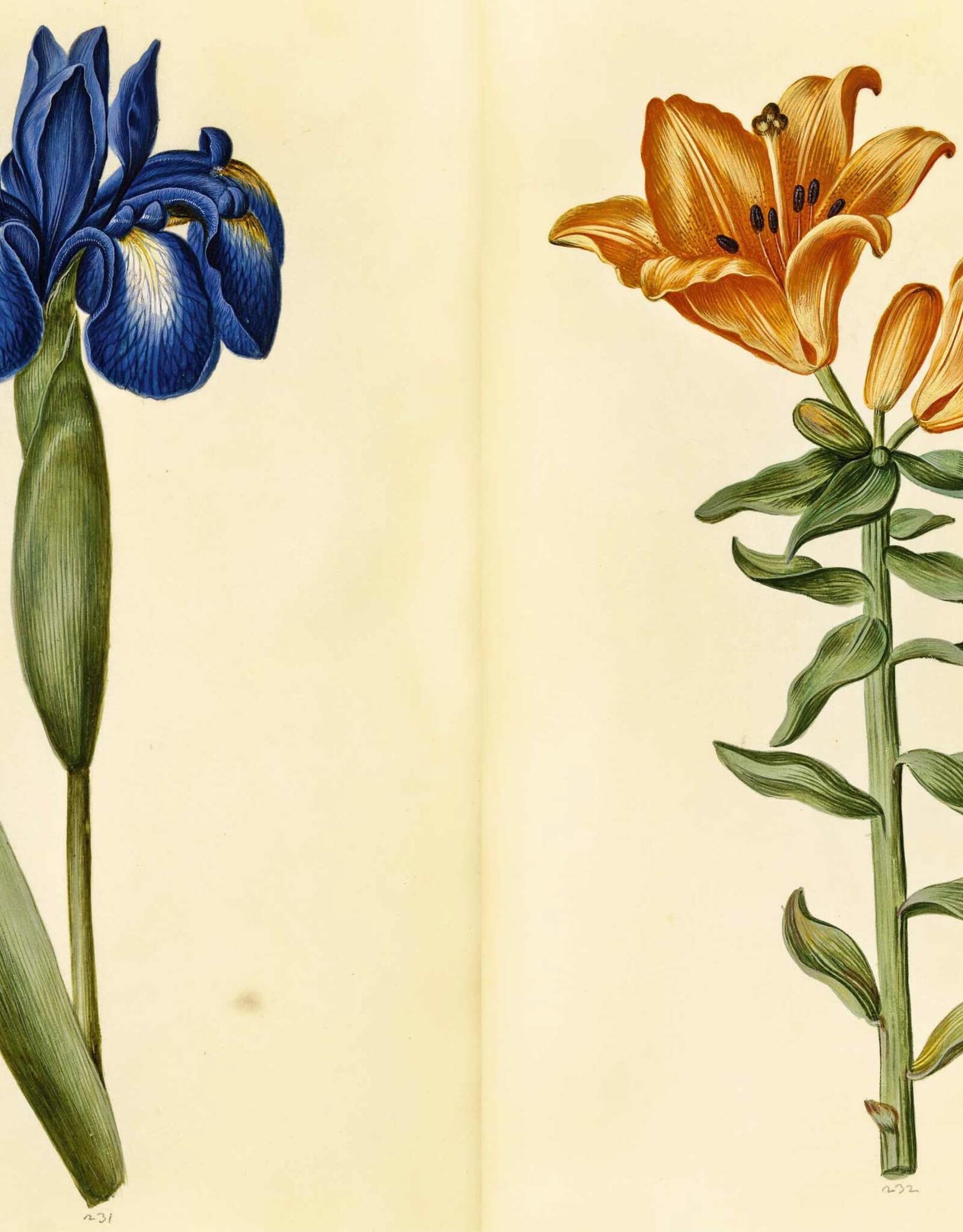 Green Florilegium