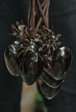 Adelita Heartblessing, Chocolate (L)