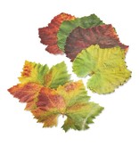 Sisson Parchment Grape Leaves, set of 20