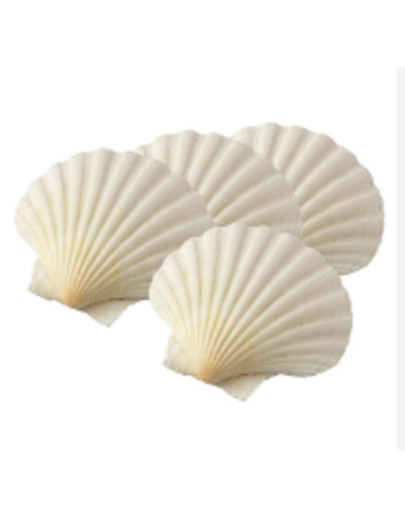 Harold Imports Natural Baking Scallop Shells, 4", Set of 4