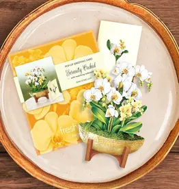 Mini Serenity Orchid