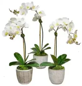 Orchid In Cream African Pot