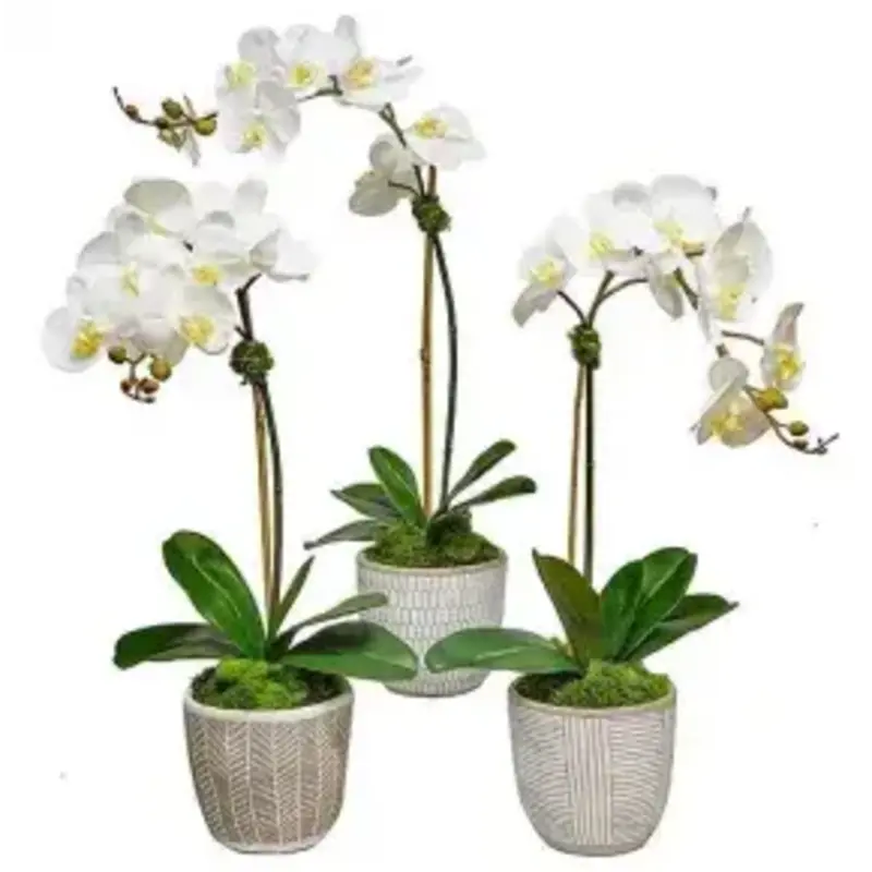 Orchid In Cream African Pot