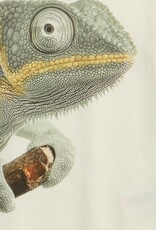 Miles SP26 B Gecko T-Shirt