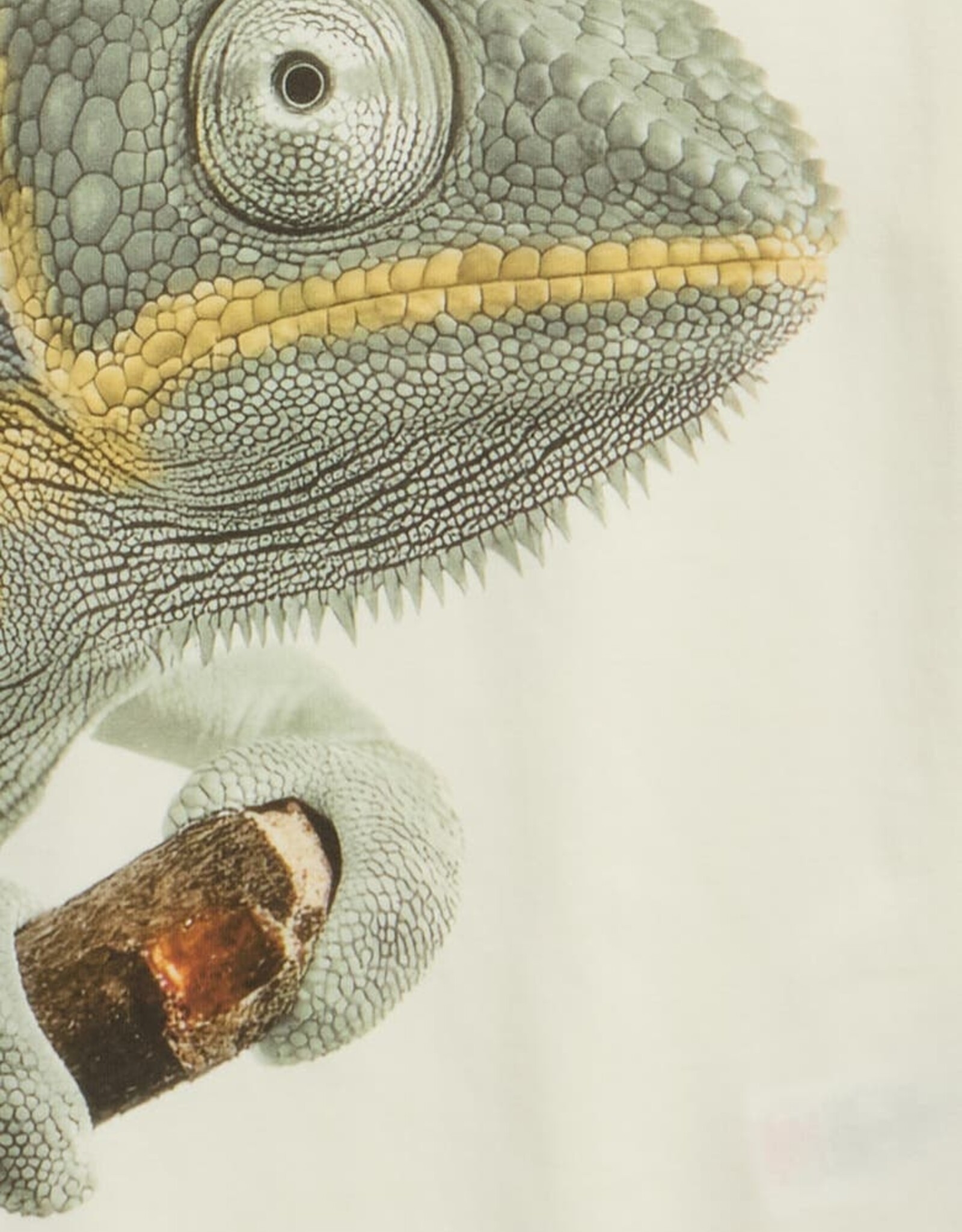 Miles SP26 B Gecko T-Shirt