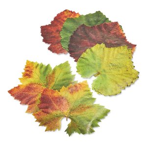 Harold Import Company Grape Parchment Leaves/ Set of 20