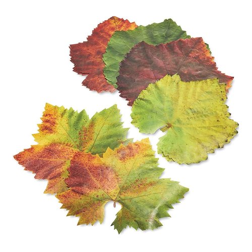 Harold Import Company Grape Parchment Leaves/ Set of 20 Harold Import Company Grape Parchment Leaves/ Set of 20