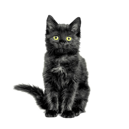 OLD COUNTRY DESIGN Napkin Lunch Paper Black Cat OLD COUNTRY DESIGN Napkin Lunch Paper Black Cat