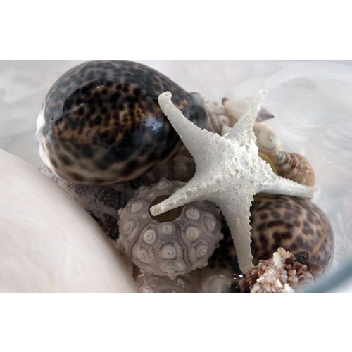 Abbott Starfish Medium 3D