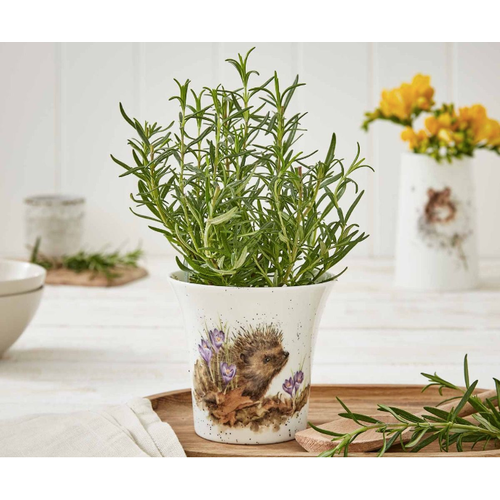 Wrendale Wrendale Flower Herb Pot Hedgehog