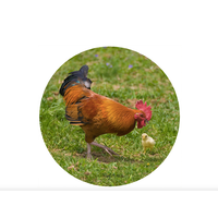 Jar Opener Silicone Chickens