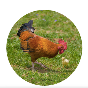 Jar Opener Silicone Chickens