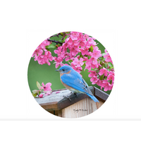 Jar Opener Silicone Spring Bluebird