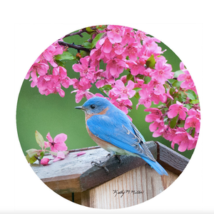 Jar Opener Silicone Spring Bluebird